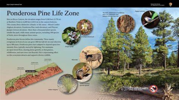 Life on the Ponderosa