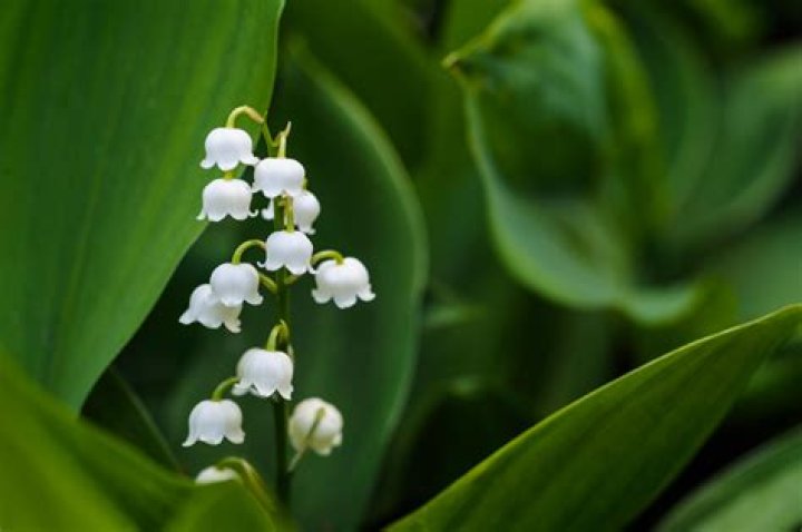 Lily of the valley May-lily,Close-up of white flowering plants