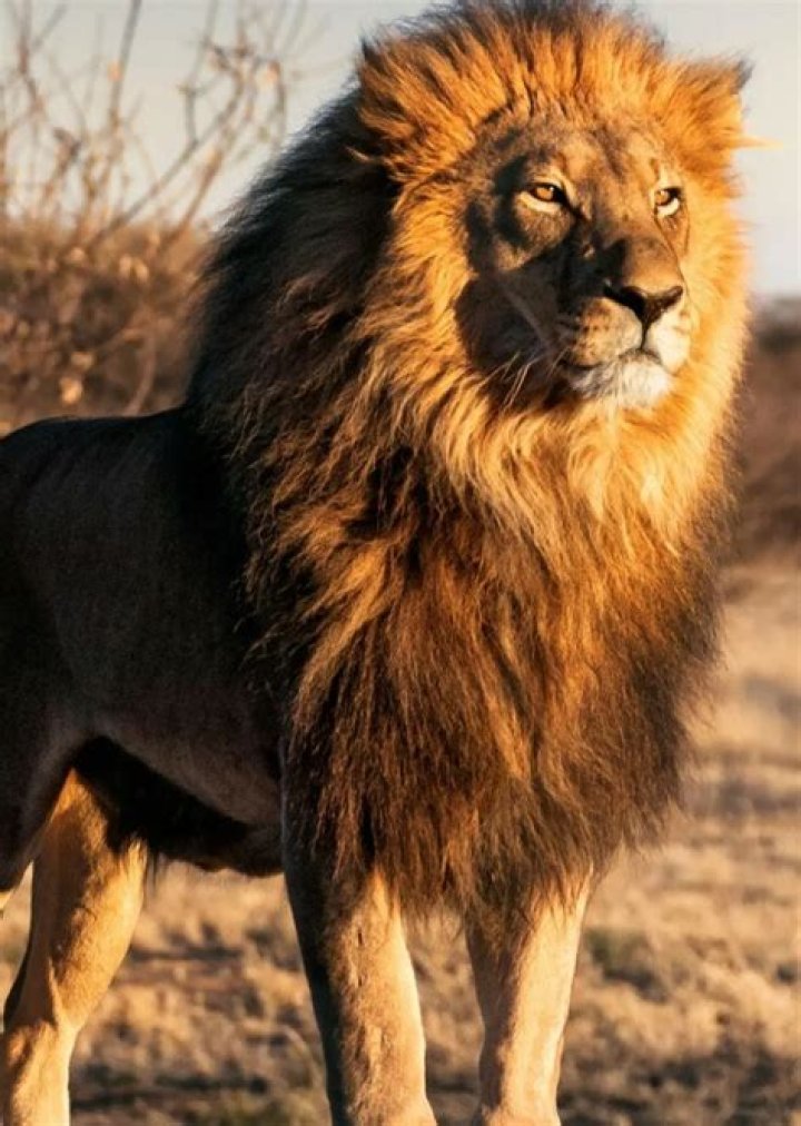 Lion Fan Casting for Wild Nature (Documentary Series) | myCast