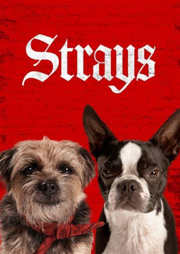 Maggie Fan Casting for Strays 2: The Return Of The Dog Chatchers | myCast