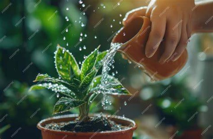 Male Hands Water A Potted Christmas Tree