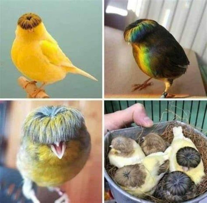 Meet Gloster Canaries Birds That Always Have a Bad Hair Day