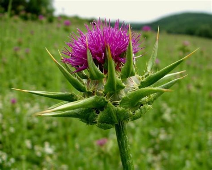 Milk thistle (Silybum marianum) in nature on a sunny summer day with green grass background