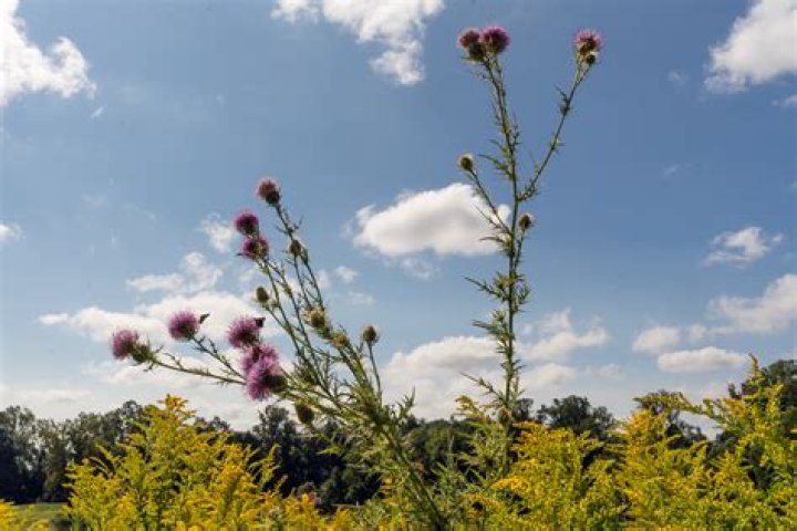 Native Thistle