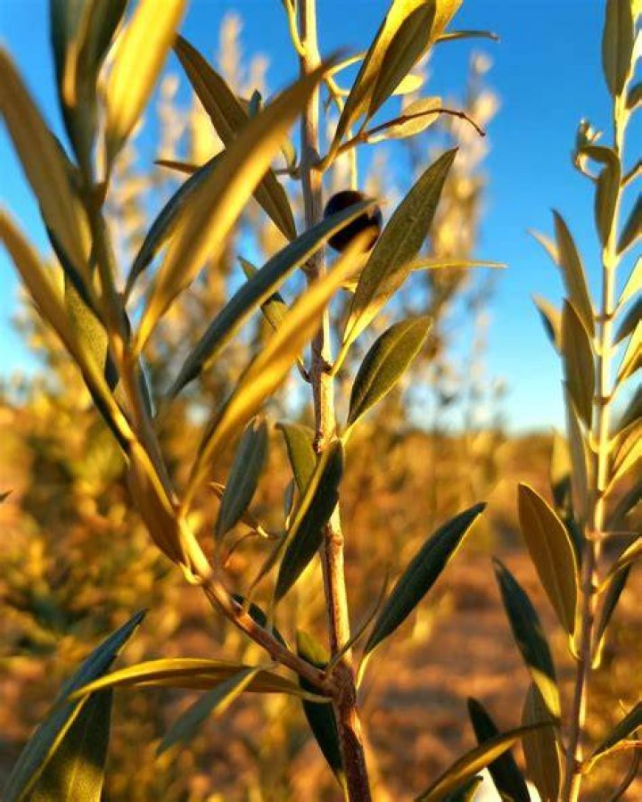 Olive Tree: The Timeless Symbol Of Peace And Prosperity