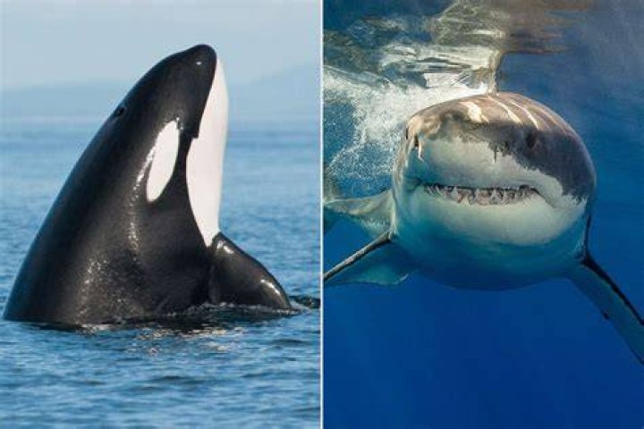 Orca Whales, Sharks, Save The Whales, Cereal Killer, Whale Art, Almaty