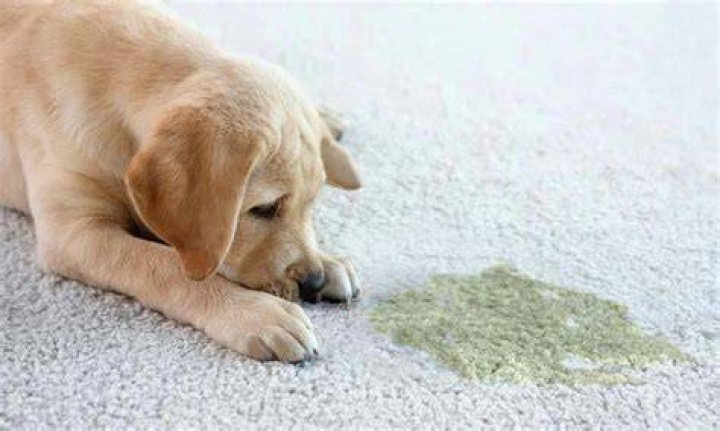 pet stains