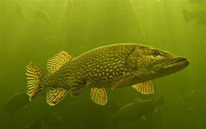 Pike