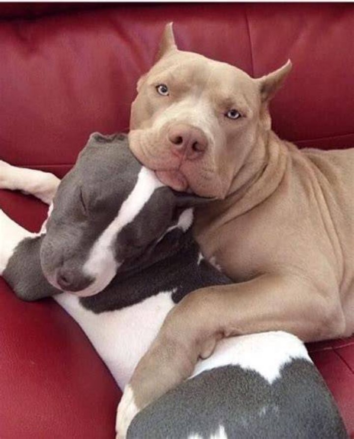 Pitbull Francine