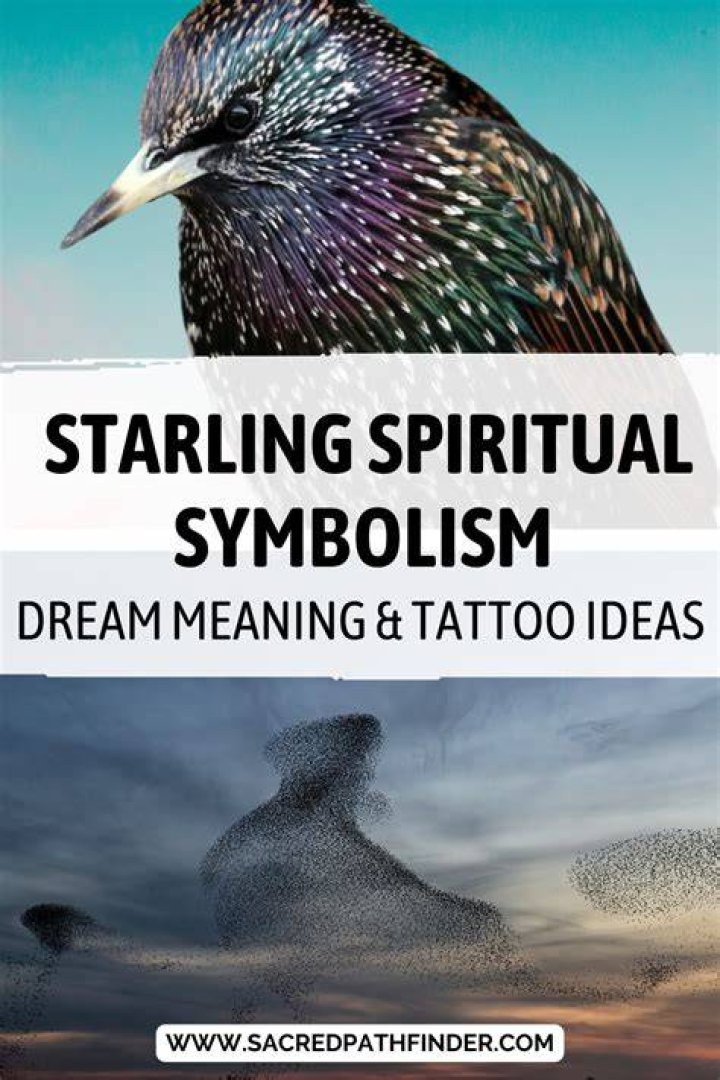 Pretty Enthralling Bird Symbolism and Their Meanings Animal spirit