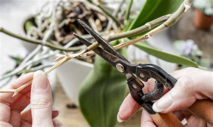Pruning Orchids 