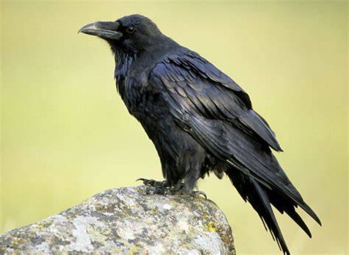 Raven - Raven's Flock Cropped