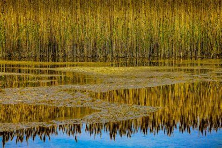 Reflected Reed Sani Wetlands, Kassandra Peninsula, Greece
