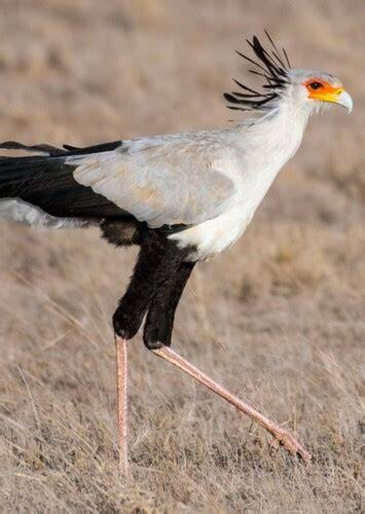 Secretary Bird Fan Casting