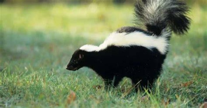 skunk