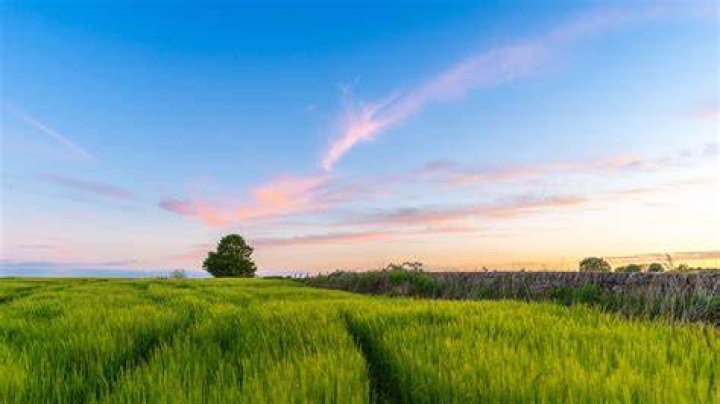summer field with grass and wildflowers , Belarus