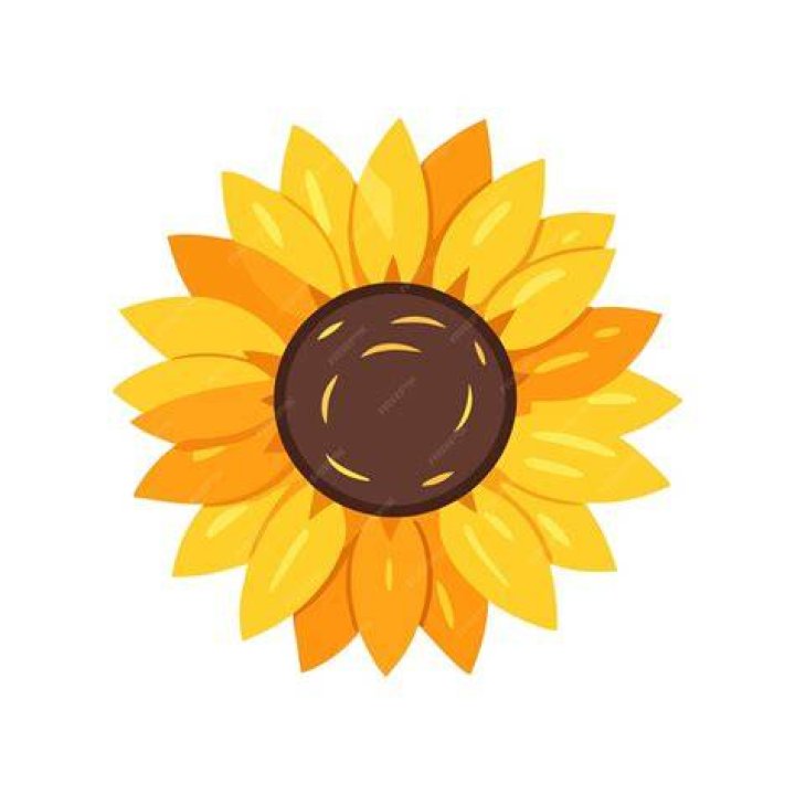 Sunflower Symbol The Sign of the Sun