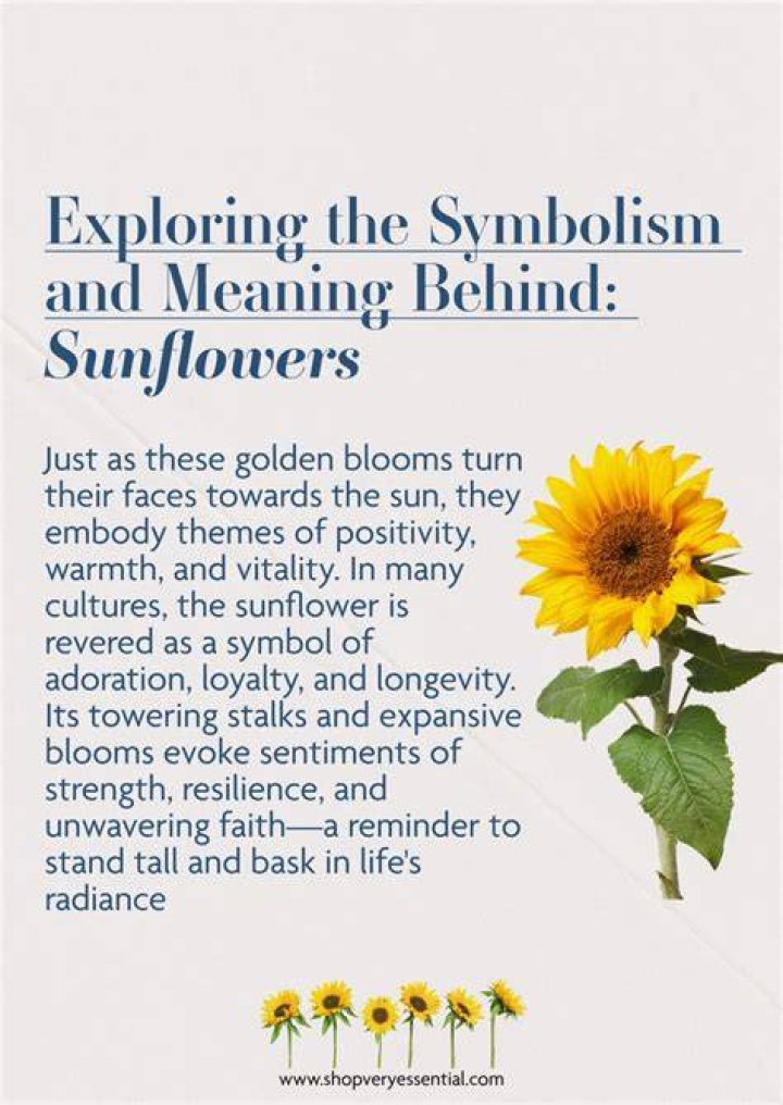 Sunflower Symbolizes: The Meaning Behind The Bright Yellow Blooms