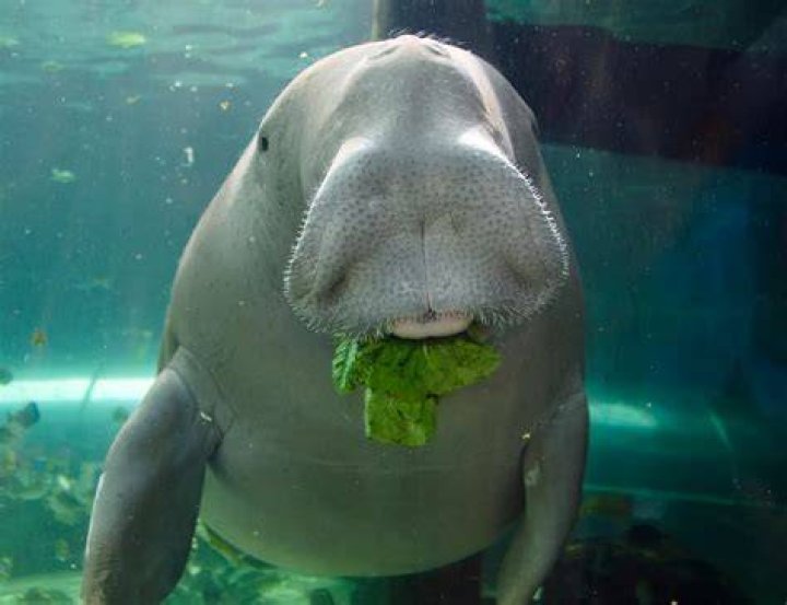 Sydney Adugong: The Enigmatic Dugong Of Australia