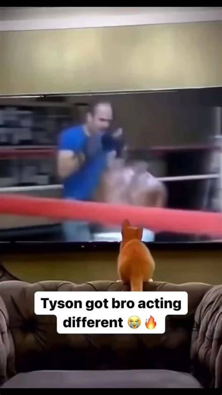 “That’s Meow Tyson”: Fans Join Mike Tyson in Splits as Video of a Cat Copying
His Peek-A-Boo Style Breaks the Internet