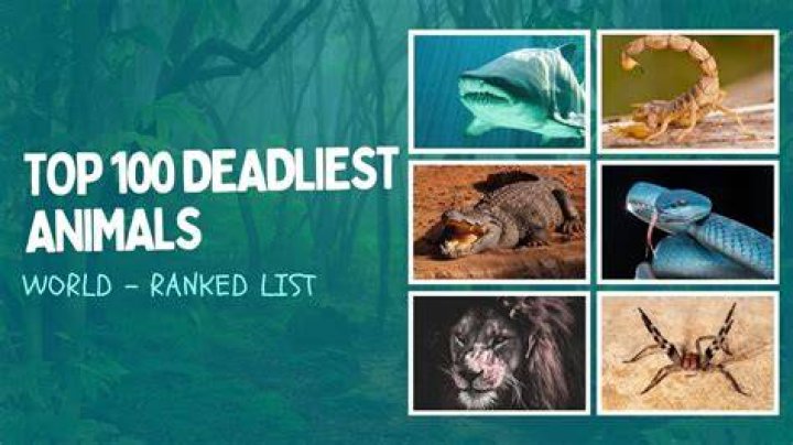 The 100 The Deadliest Nations/Groups, Ranked