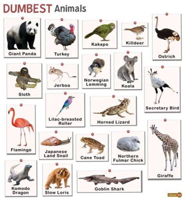 The 20 Dumbest Animals in the World AZ Animals