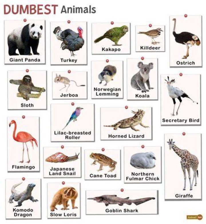 The Dumbest Animals In The World: A Comprehensive Exploration