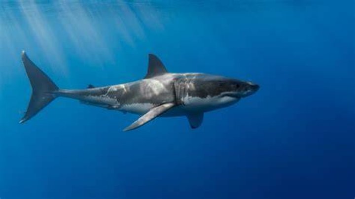 The Shark