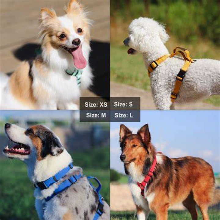 The Six Different Types of Dog Harnesses