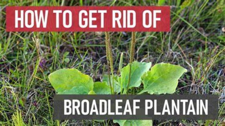 Understanding Plantain Growth: A Comprehensive Guide