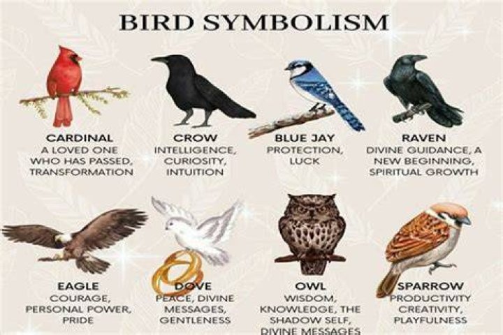 Understanding The Symbolism Of Birds: What Do They Represent?
