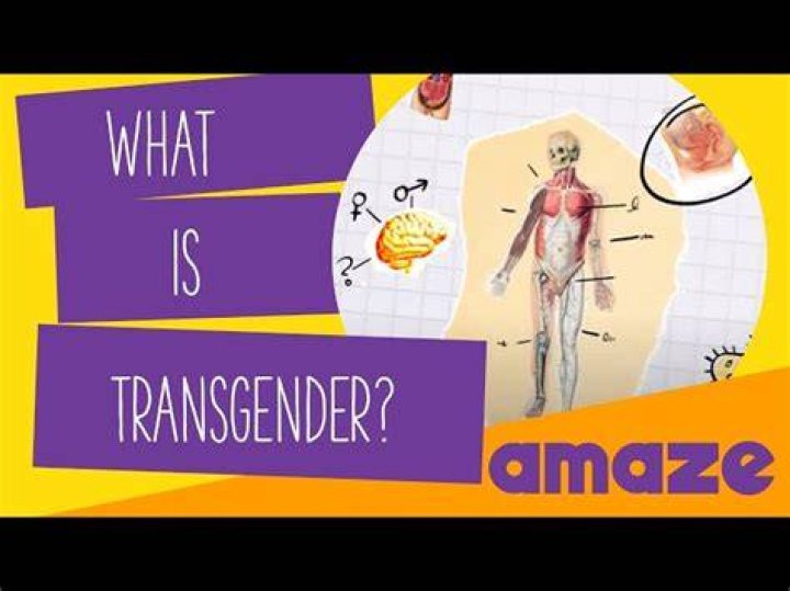 Understanding Trans Bulge: A Comprehensive Guide