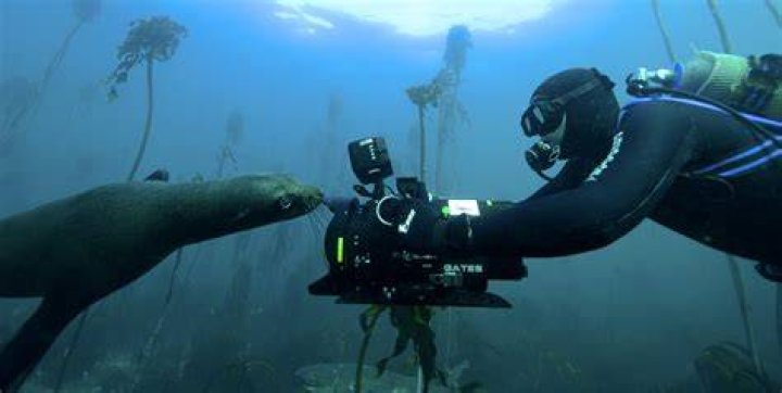 Underwater Films: A Deep Dive Into The World Of Aquatic Cinematography