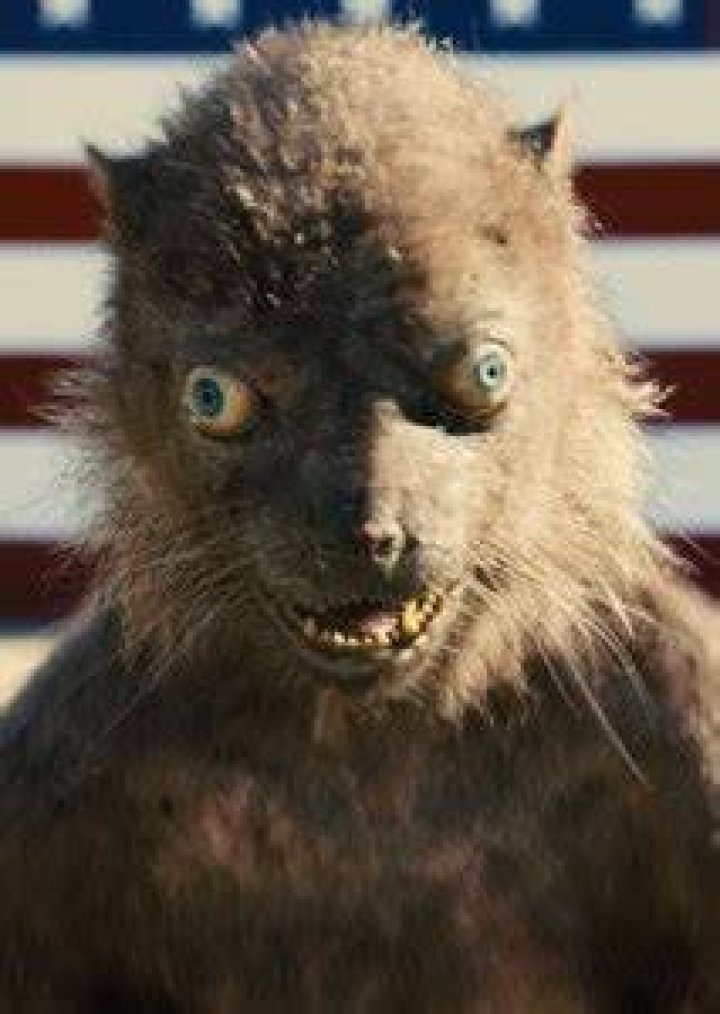 Weasel (DC Extended Universe) Fan Casting
