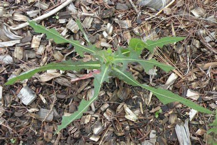 Weed of the Month Series Plantain OrganoLawn