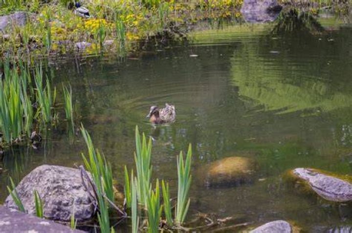 Weedy Pond