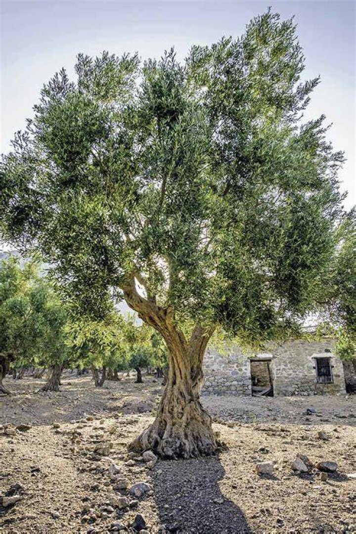 What Does an Olive Tree Look Like? &raquo; Top Facts