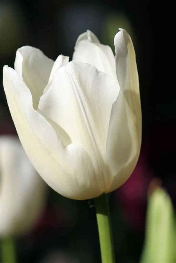 White Tulip Flower Garden in Spring